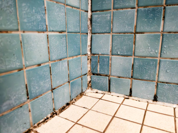 Best Attic Mold Removal  in Charlotte, TX