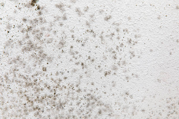 Best Real Estate Mold Inspection  in Charlotte, TX