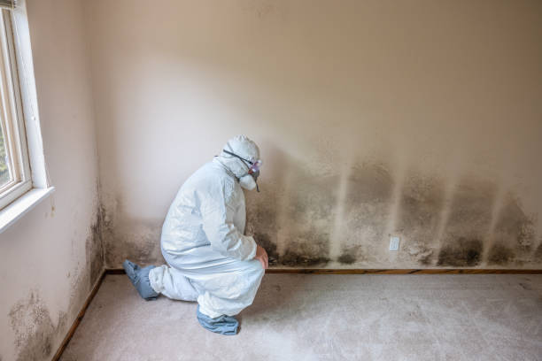 Reliable Charlotte, TX Mold Removal Solutions