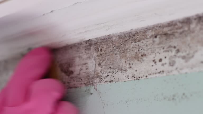 Asbestos and Lead Testing During Mold Inspection in Charlotte, TX